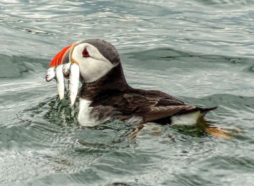 Edinburgh: 'Firth of Forth' Three Bridges Sightseeing Cruise - Common questions