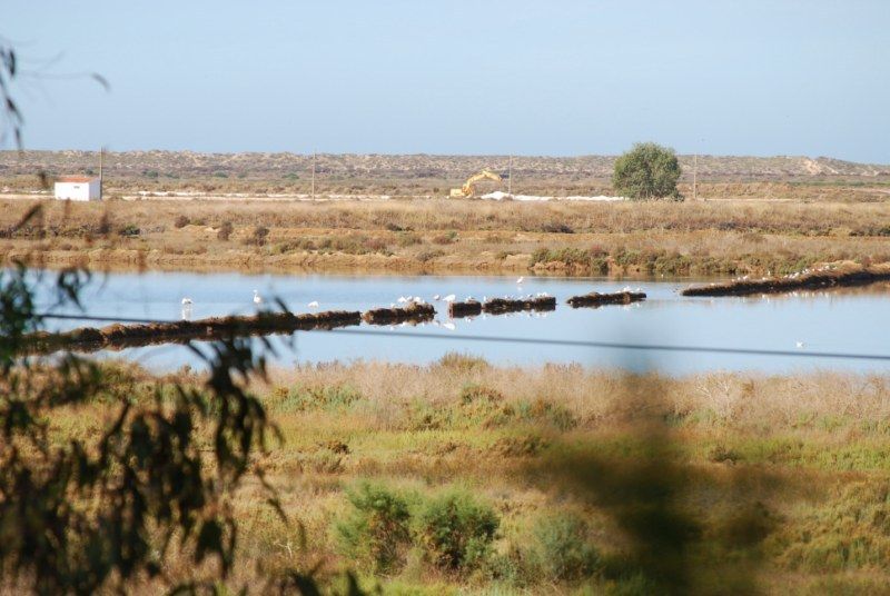 Faro: Ria Formosa Natural Park Segway Tour & Birdwatching - Private Group Option and Meeting Point