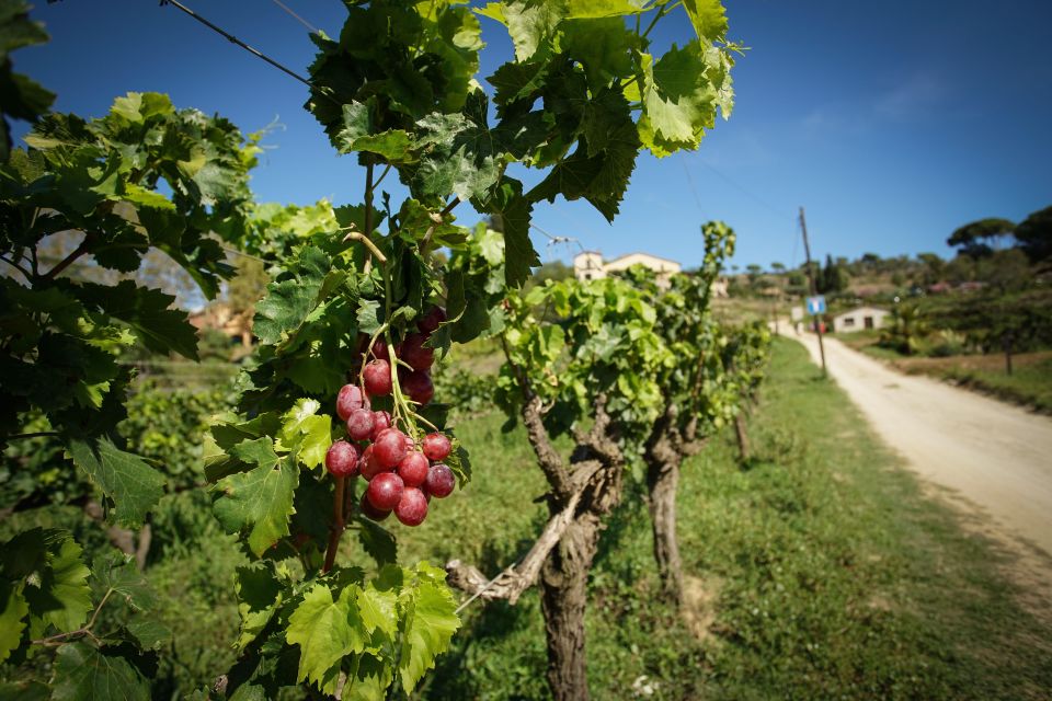 From Barcelona: Sailing and E-Bike Winery Tour With Tastings - Last Words