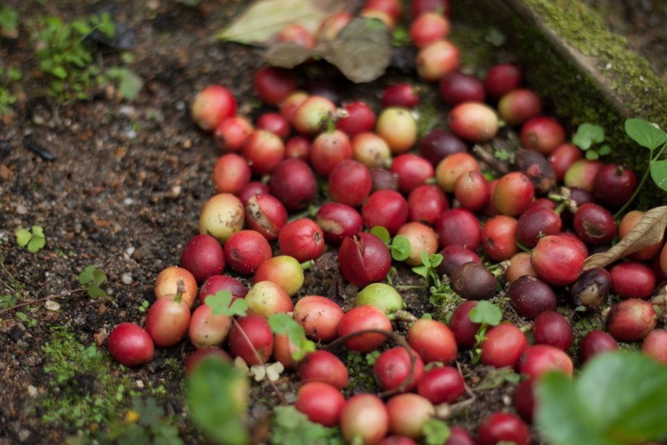 From Bogotá: Coffee Plantation Experience - Last Words