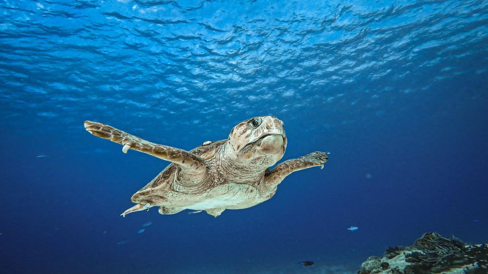 From Cozumel: Double Tank Scuba Diving for Certified Divers - Last Words