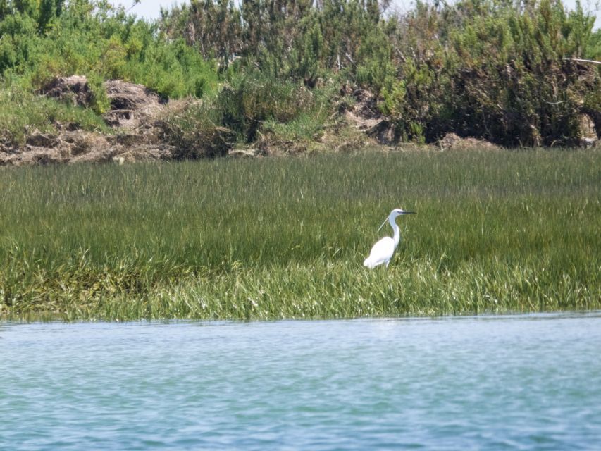 From Faro: 2-Hour Guided Bird Watching Boat Trip - Last Words