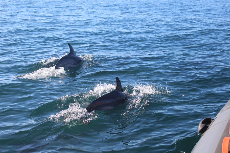 From Faro: Dolphin-Watching & Wildlife - Common questions