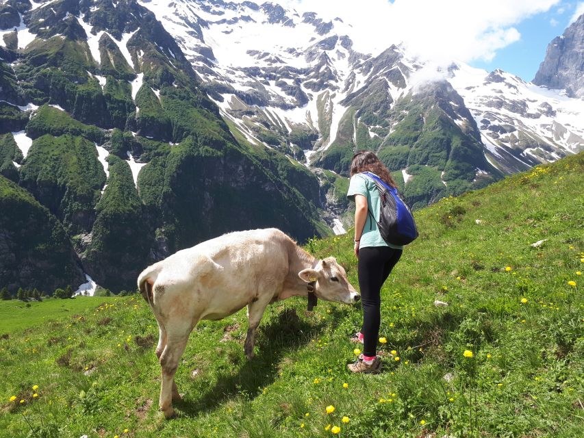From Lucerne: The Heart of Swiss Alps Private Guided Hike - Experience Highlights