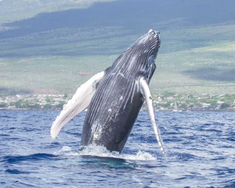 From Maalaea: Whale Watching Catamaran Cruise With Drinks - Common questions