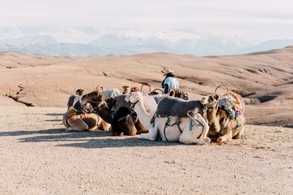From Marrakech : Sunset Camel Ride in Agafay Desert - Last Words