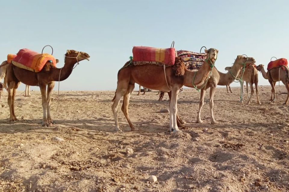 From Marrakech: Sunset Camel Ride in the Agafay Desert - Common questions