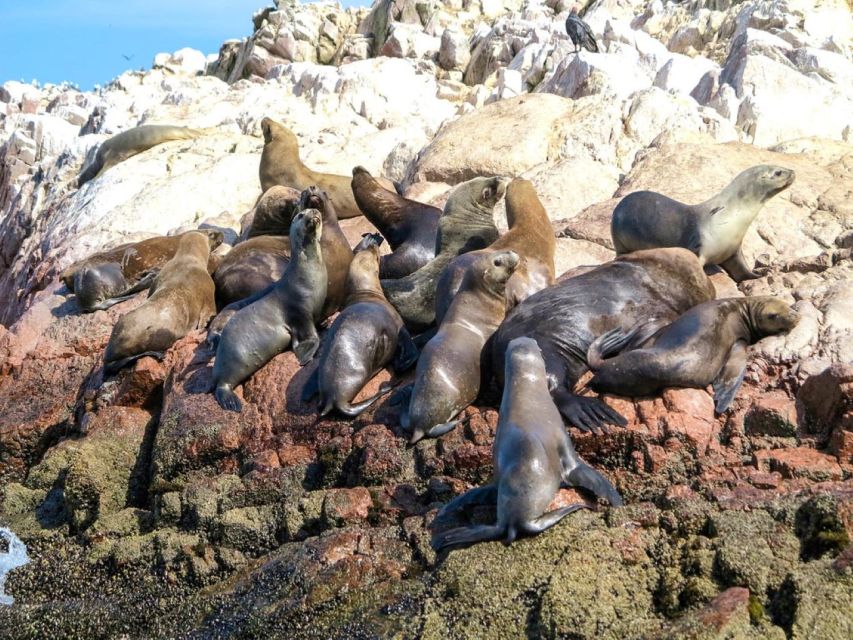 From Paracas: Ballestas Islands Guided Tour - Last Words