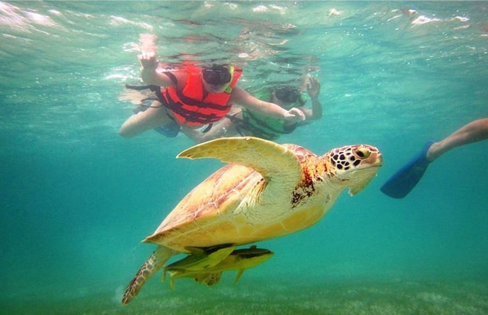 From Riviera Maya: Cenotes & Akumal Turtle Swim Trip - Key Points