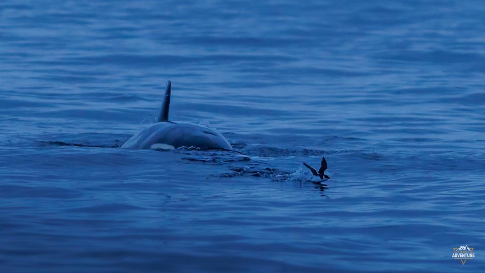 From Skjervøy: Whale Watching in a Heated Cabin Cruiser - Common questions