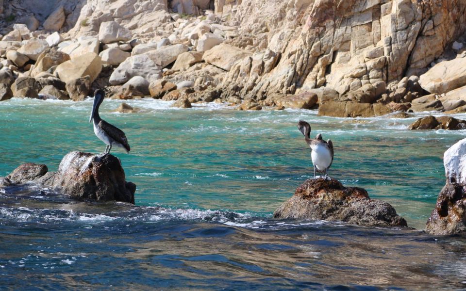 Half-Day Tour at Sunset in Cabo San Lucas Bay - Last Words