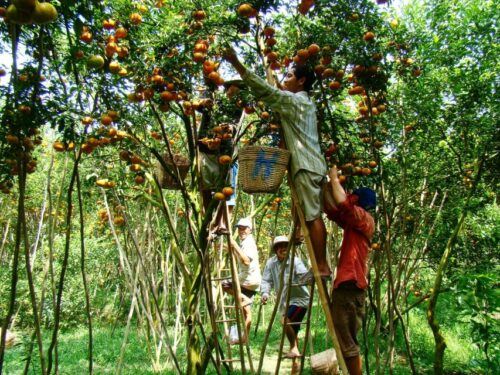 HCMC: Cai Rang Floating Market & Mekong Delta Private Tour - Last Words