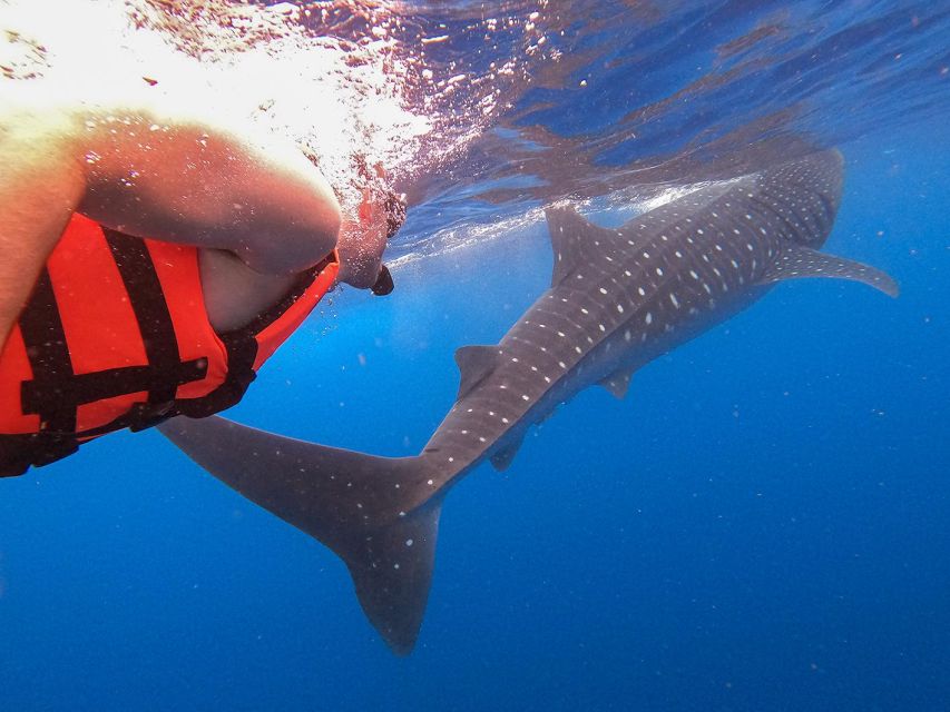 Holbox: Whale Shark Encounter and Marine Adventure - Last Words