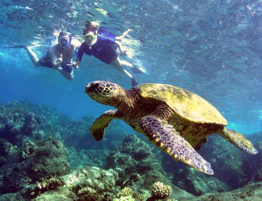 Kayaking and Snorkeling at Turtle Reef - Last Words