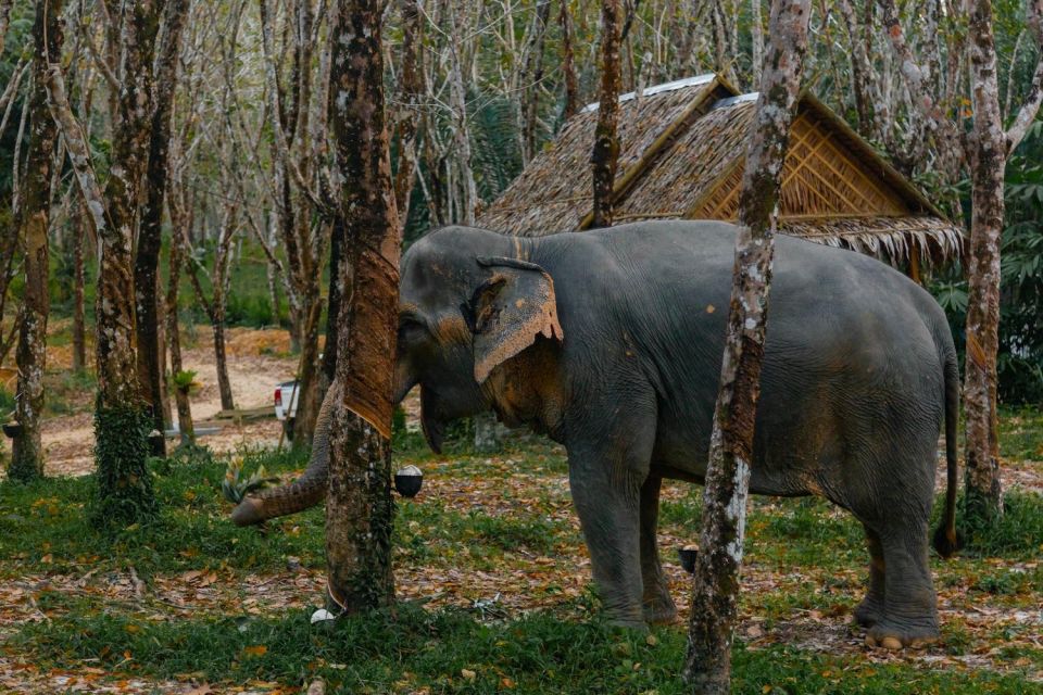 Khao Lak: 1-Hour Elephant Sanctuary Eco-Journey With Shuttle - Last Words