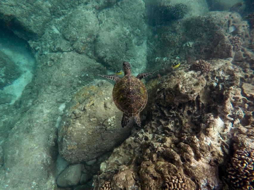 Lahaina: Turtle Town Snorkeling Trip With Photo and Video - Customer Reviews and Recommendations