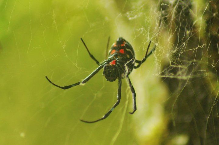 Langkawi: Full-Day Mangrove Safari Boat Tour With Lunch - Common questions