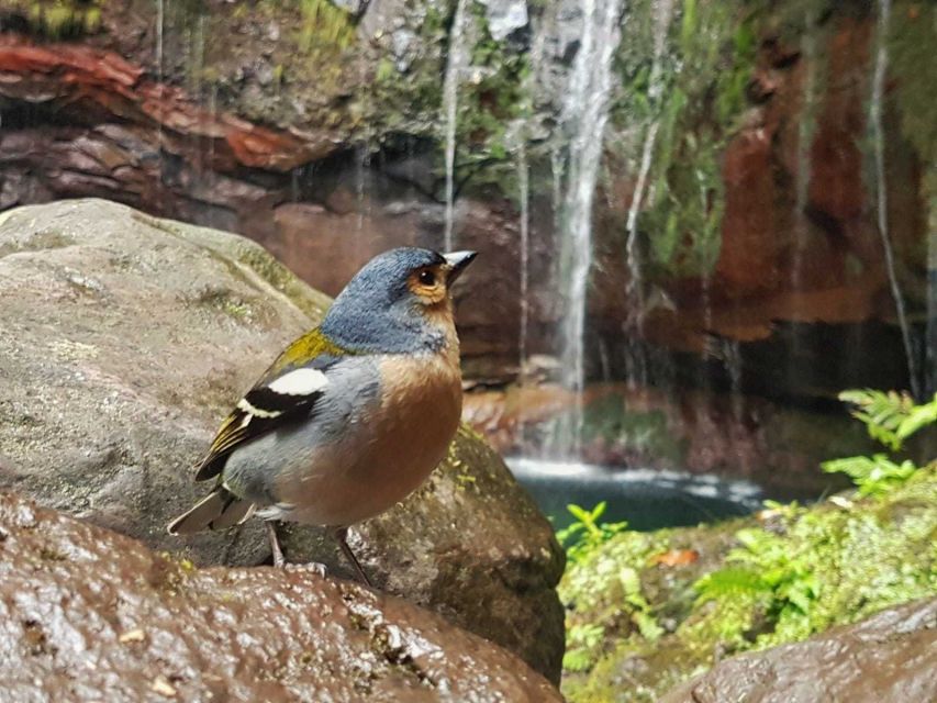 Madeira: Rabaçal Valley and the 25 Fountains Hike. - Last Words