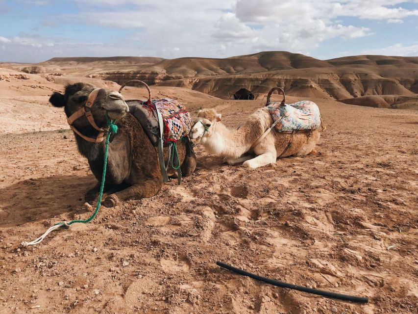 Magical Dinner In Agafay Desert & Sunset Experience - Last Words