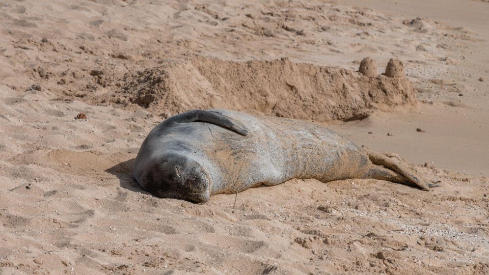 Oahu Circle Island Tour - Best Spots & Beaches - Last Words