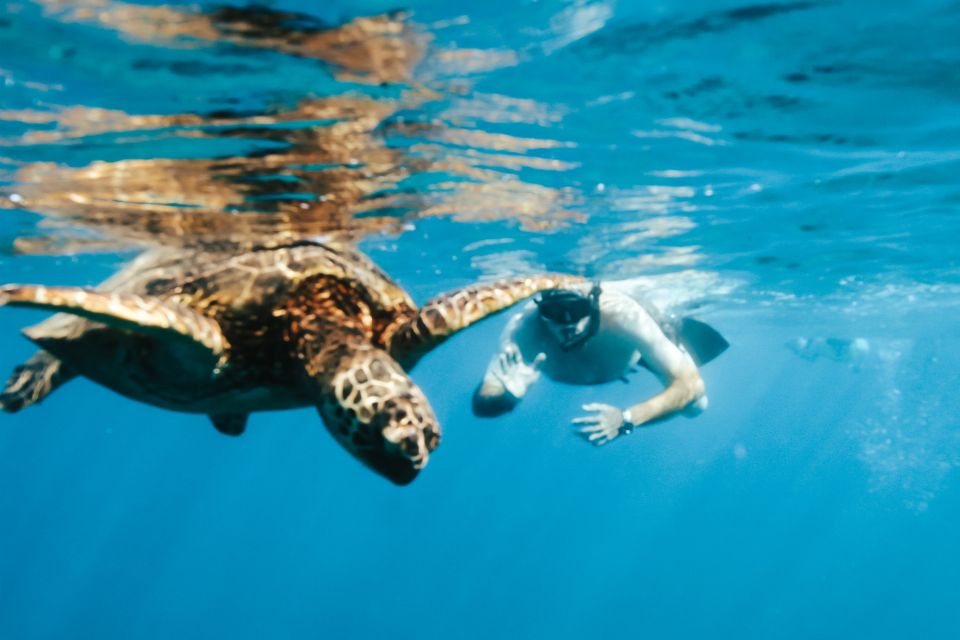 Oahu: Waikiki Turtle Snorkeling Adventure - Common questions