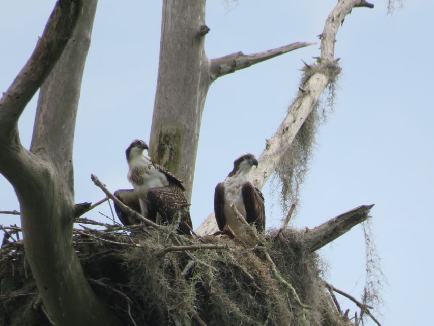 Orlando's Lake Norris: 5-Hour Kayak Explorer Tour With Lunch - Common questions