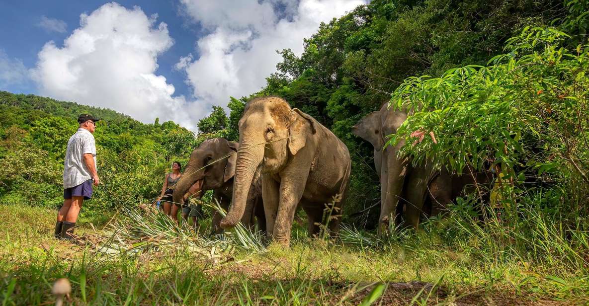 Phuket: Walk and Feed Ethical Elephant Nature Park Tour - Key Points