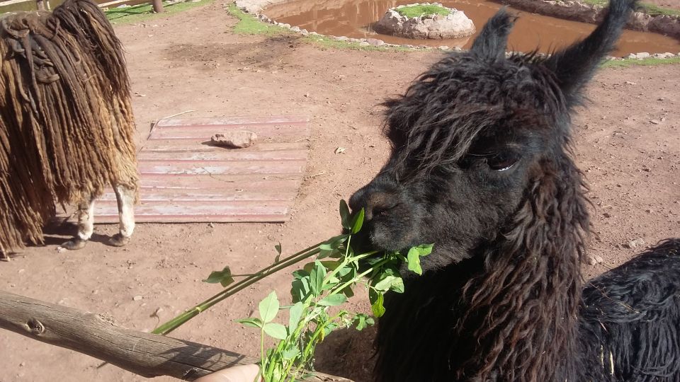 Private Full-Day Sacred Valley & Alpaca Farm Tour - Last Words