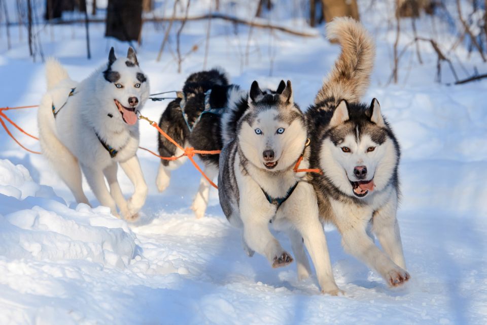 Rovaniemi: Husky & Reindeer Farm Visit With Snowmobile Ride - Last Words