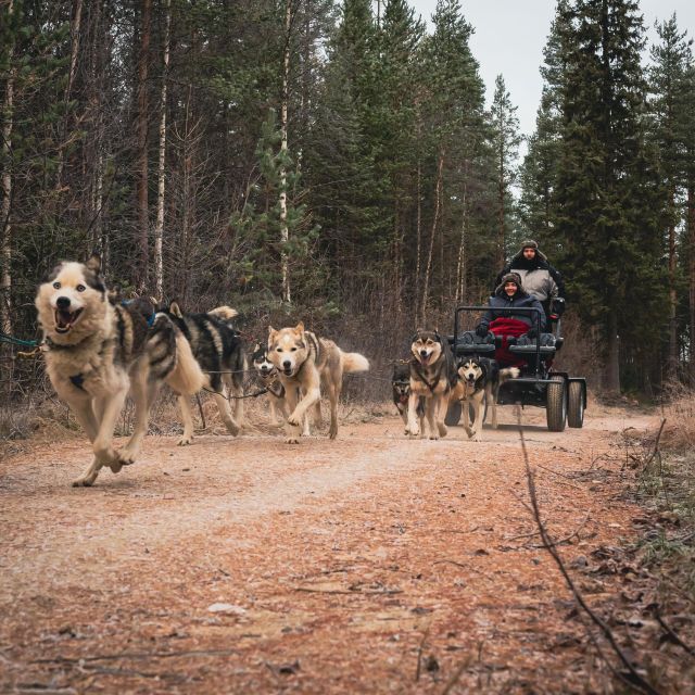 Rovaniemi: Santa Claus Village, Husky Farm, Reindeer Farm - Last Words