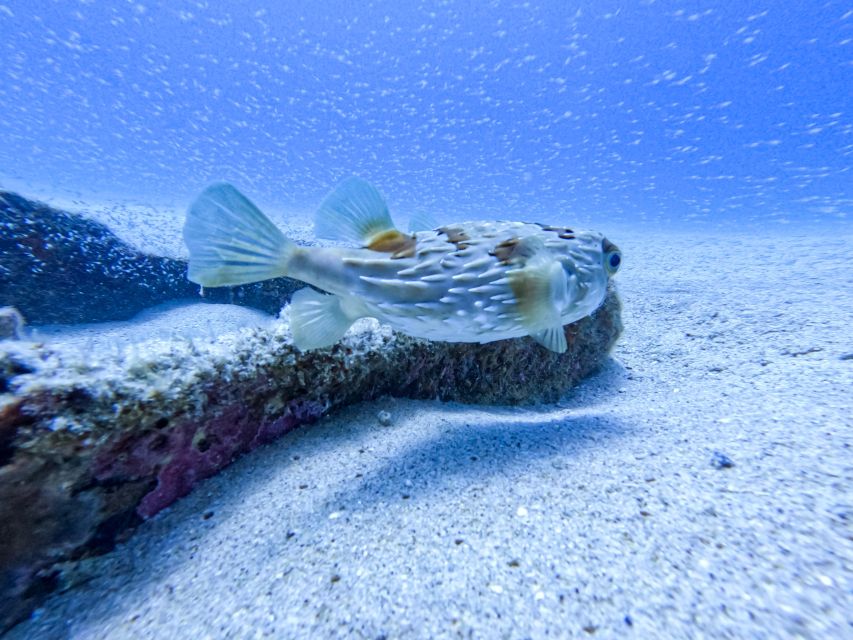 Scuba Diving in a National Marine Park of Cabo Pulmo - Common questions