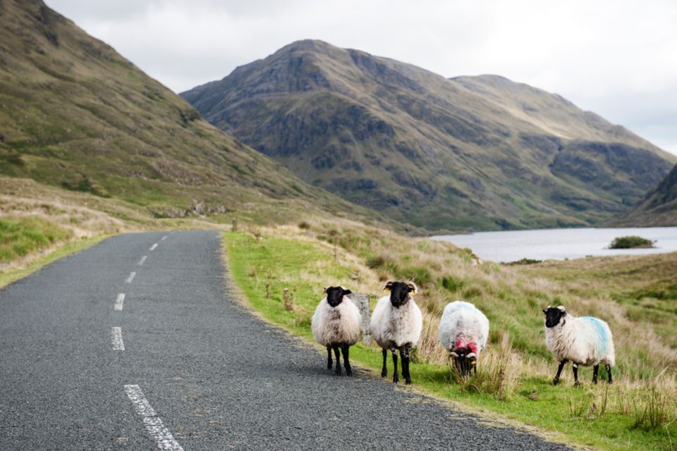 Small Group: Connemara, Sheepdog Show & Medieval Castle Tour - Last Words