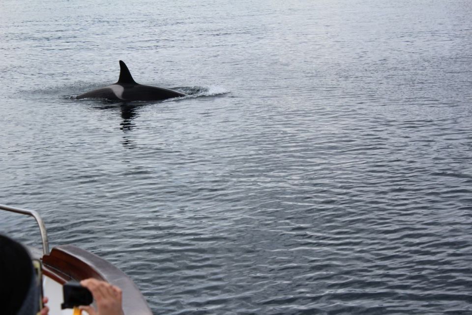 Svolvær: Lofoten Islands Fishing Day Trip & Cruise W/ Lunch - Common questions