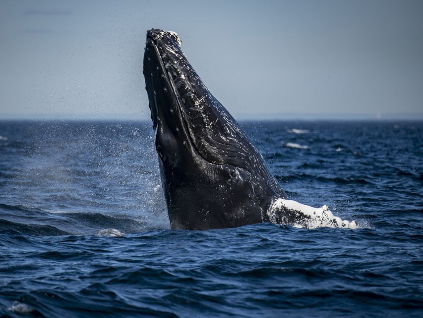 Tadoussac/Baie-Ste-Catherine: Whale Watch Zodiac Boat Tour - Common questions