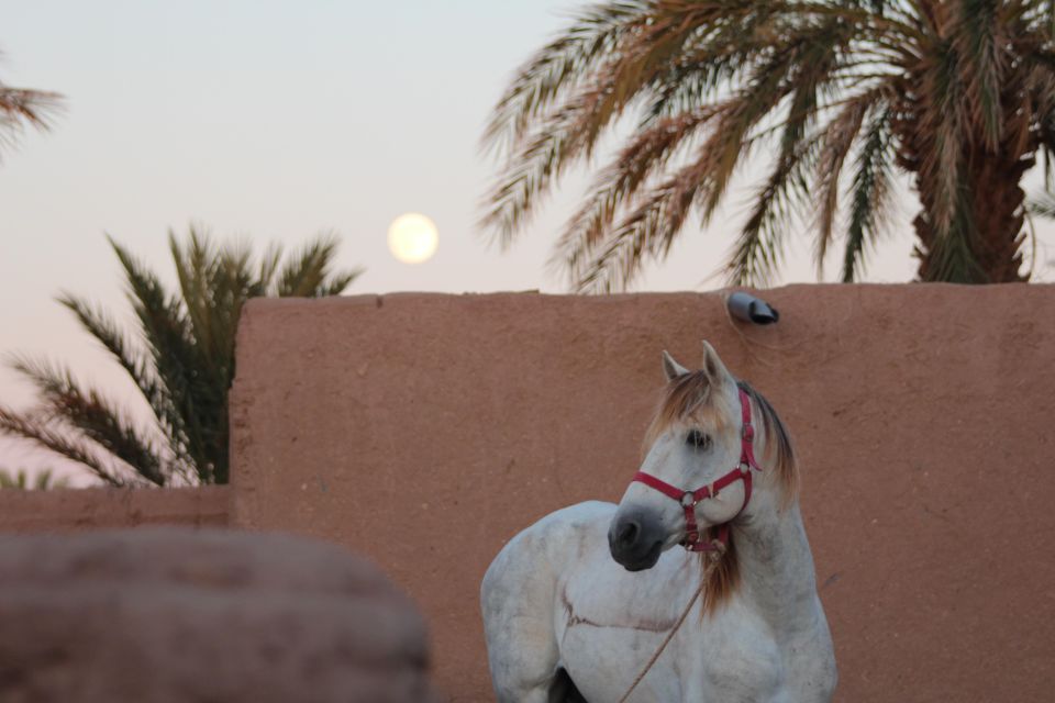 Touareg Desert Horseback Riding in Morocco - Common questions