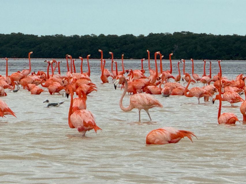 Tour Celestún Mangroves, Pink Flamingos and Beach - Last Words
