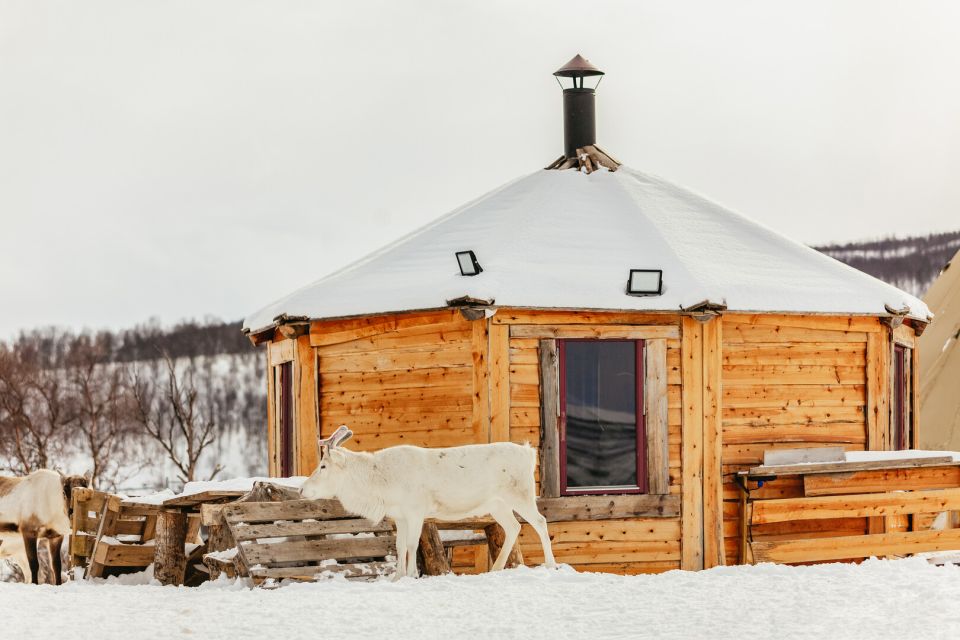 Tromsø: Reindeer Sledding & Feeding With a Sami Guide - Common questions