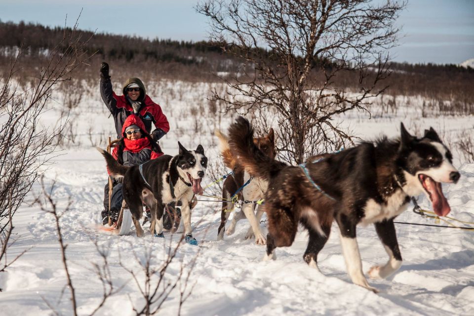 Tromsø: Self-Drive Husky Dog Sledding Adventure - Last Words