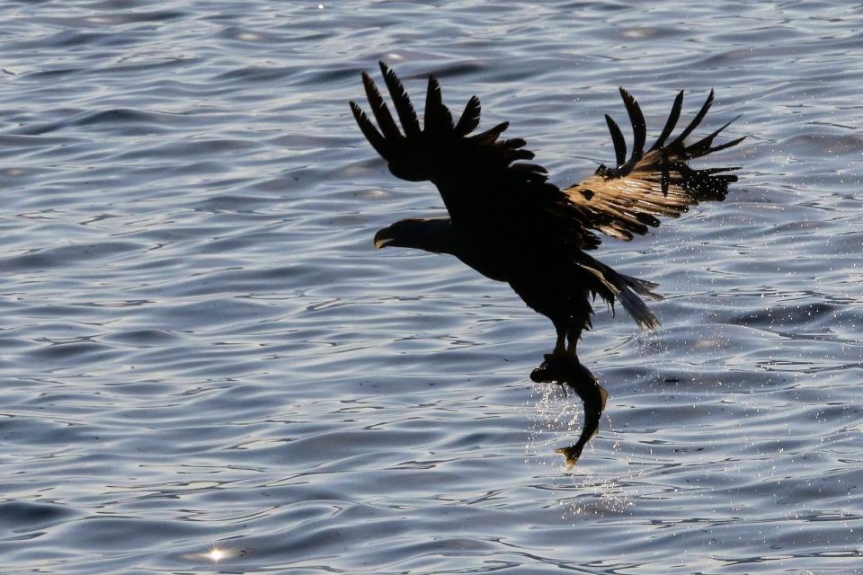 Tromsø: Wildlife Bird Fjord Cruise With Lunch and Drinks - Last Words