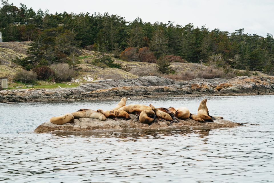 Victoria: 3-Hour Whale Watching Tour in a Zodiac Boat - Common questions