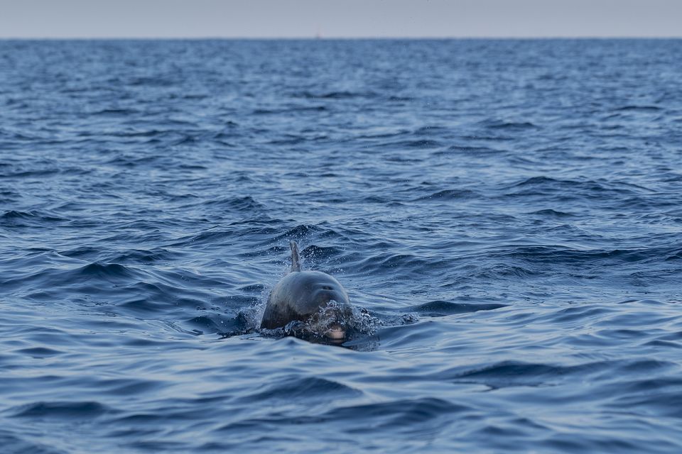 Vrsar: Dolphin Sunset Adventure With Speedboat - Last Words
