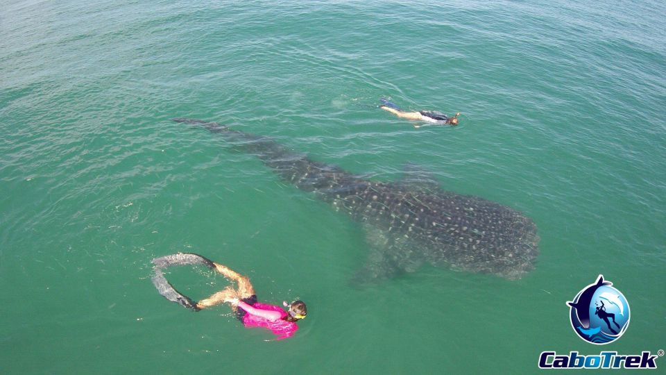 Whale Shark Experience - Last Words