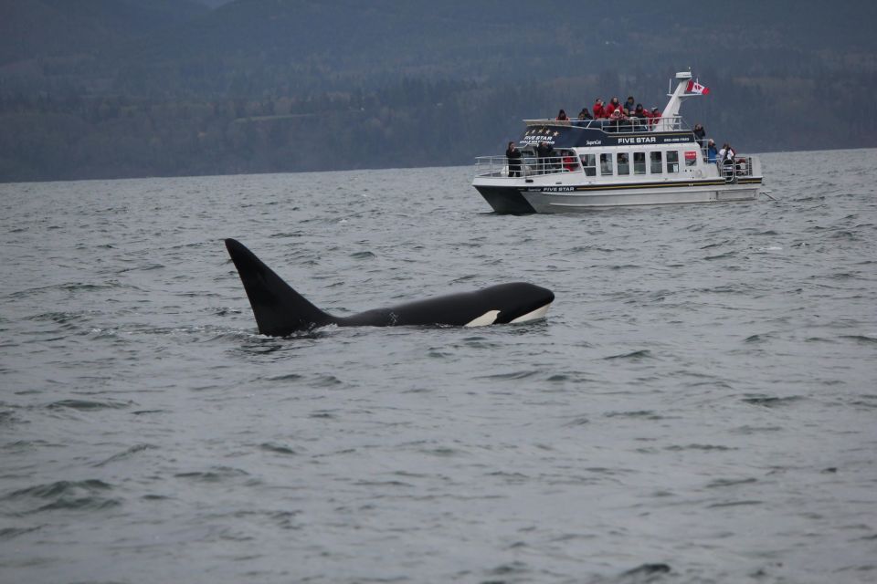 Whale Watching Tour in Victoria, BC - Last Words