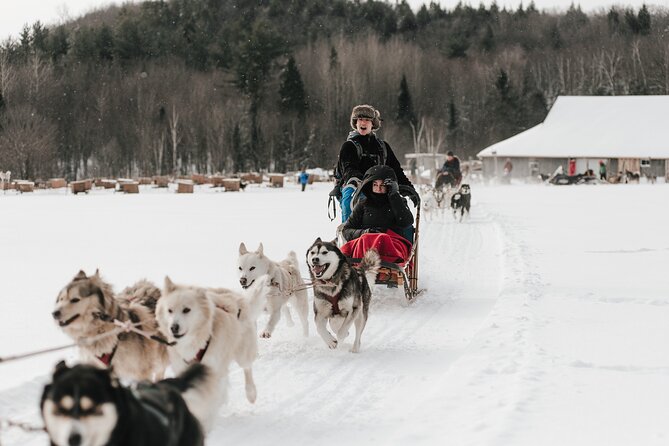 A Day With Bite for Sled Dogs - Key Points
