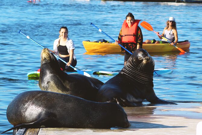A Small-Group, Marina Del Ray Paddleboard or Kayaking Tour  - Santa Monica - Key Points