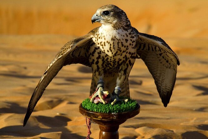 Abu Dhabi Falcon Hospital Tour - Key Points