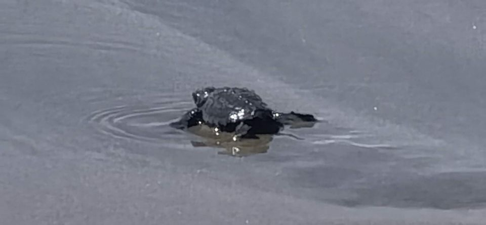 Acapulco: Baby Sea Turtle Release Experience With Pickup - Key Points