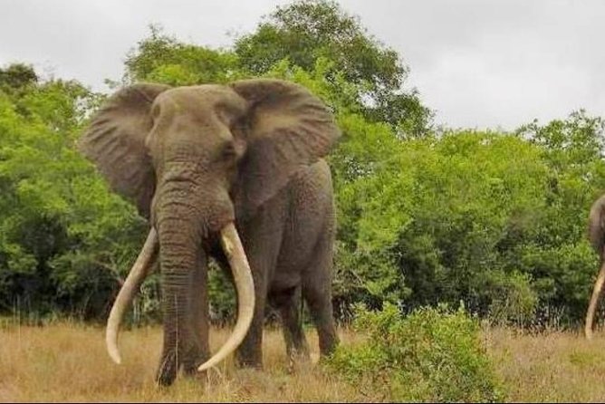 Addo Elephant National Park Private Game Drive Experience  - Port Elizabeth - Key Points