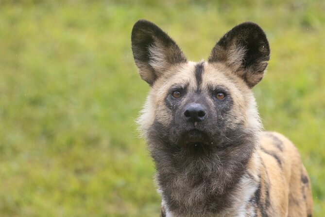 African Wild Dog Experience at Werribee Open Range Zoo - Key Points