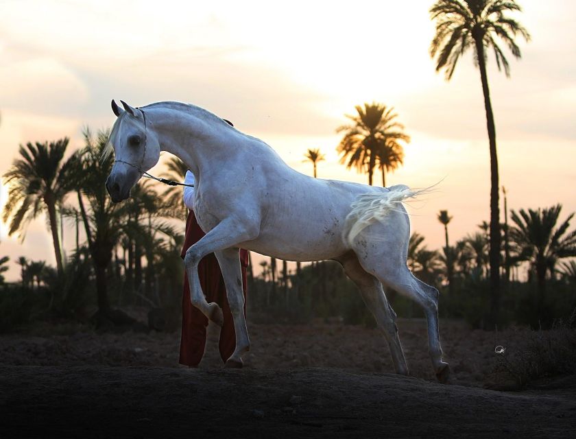 Agadir: Beach Horse Riding Tour - Key Points